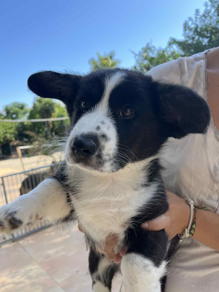 des fideles de la chataigneraie - Chiots disponibles - Welsh Corgi Cardigan