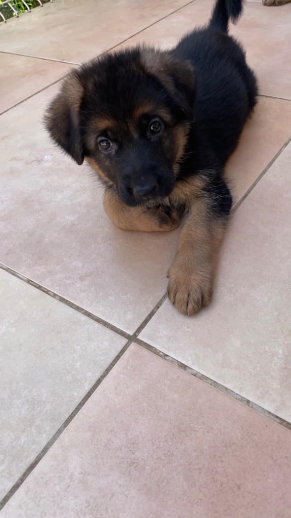 des fideles de la chataigneraie - Chiots disponibles - Berger Allemand